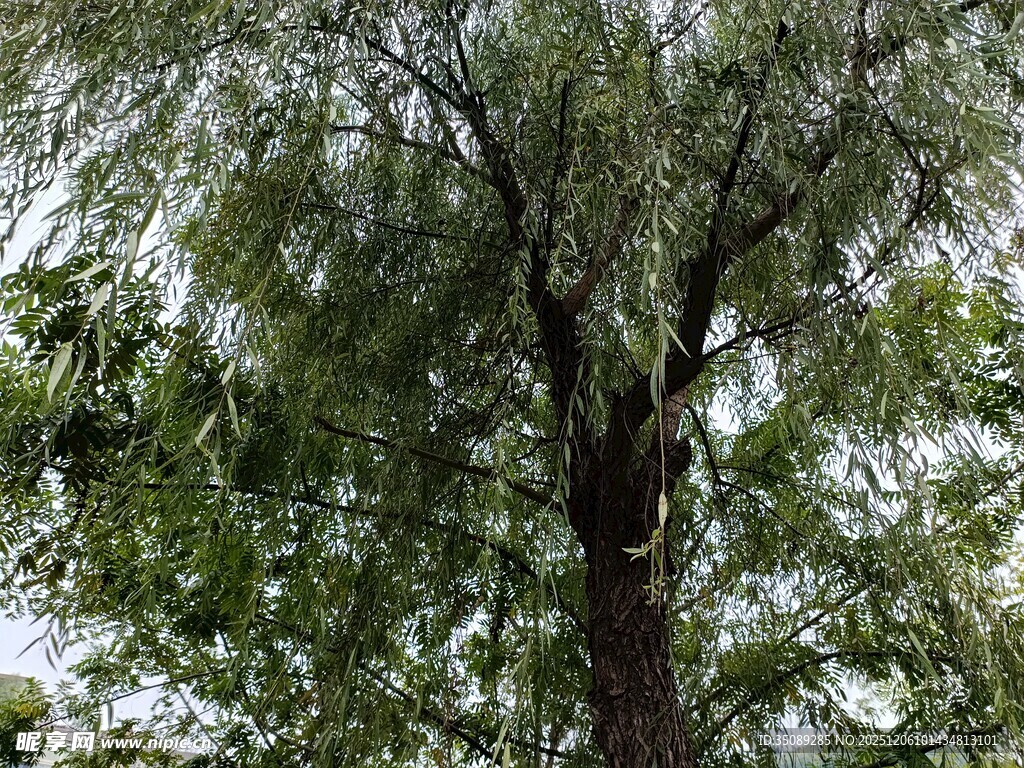 高大繁茂的绿树