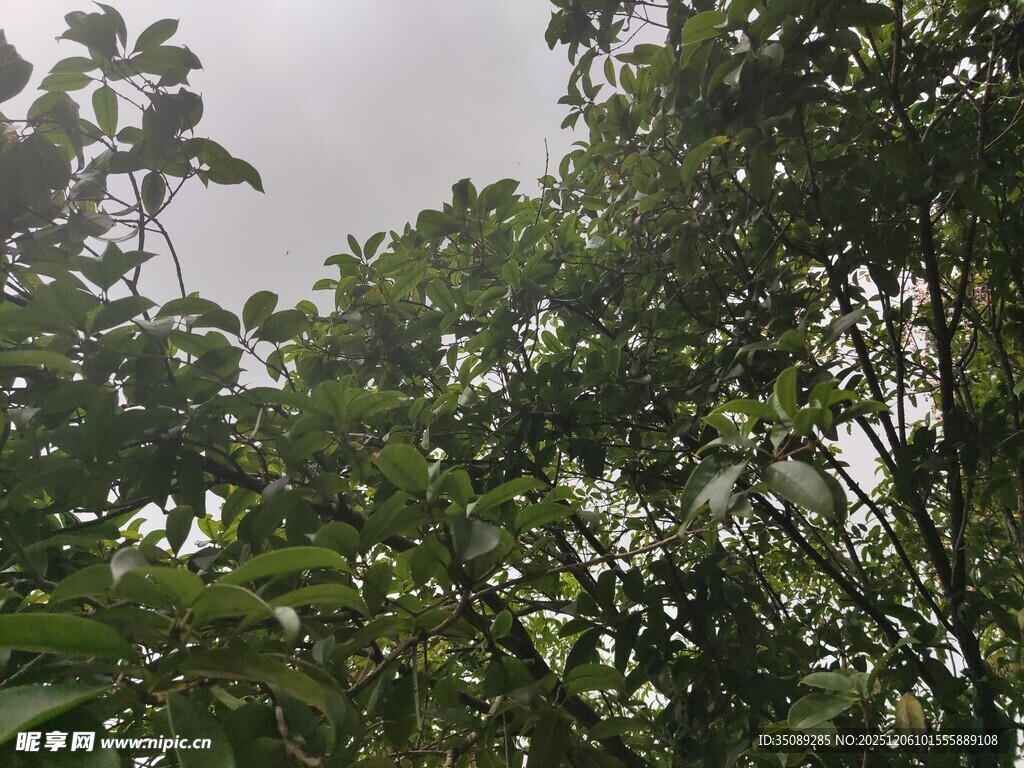 繁茂绿树展现自然生机