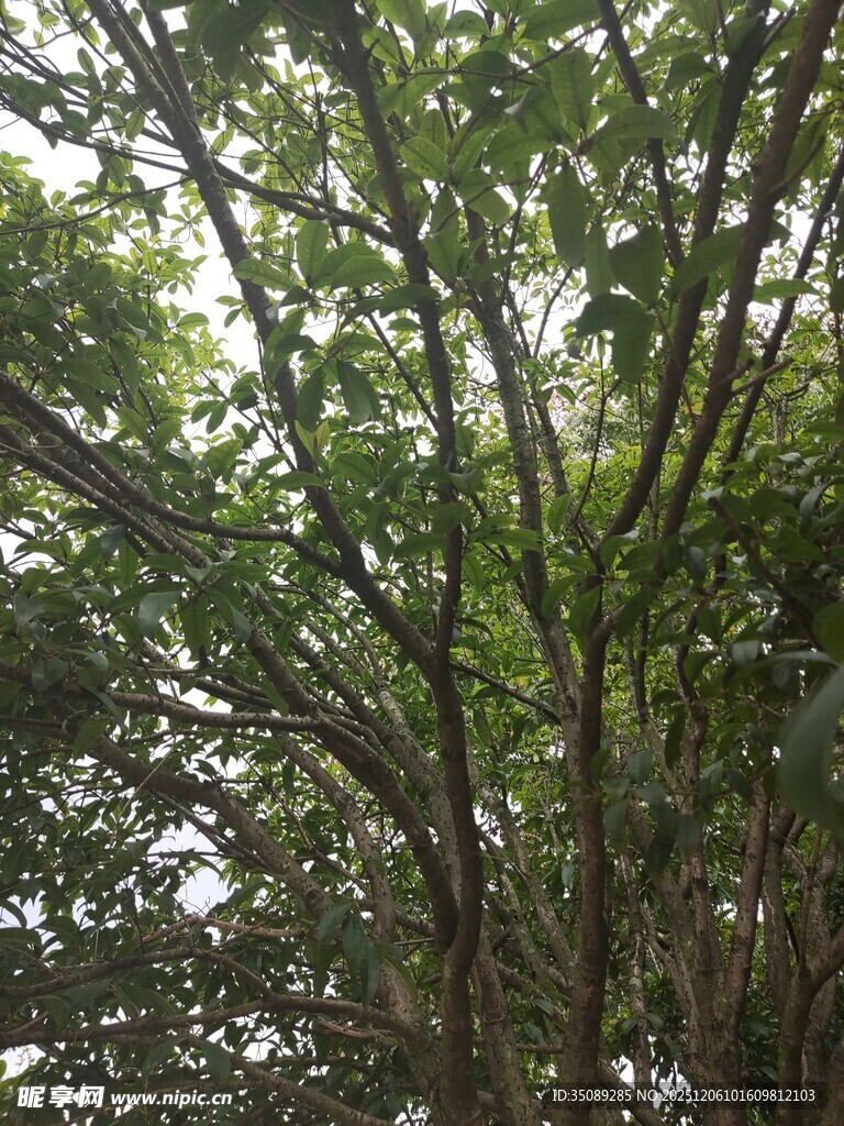 繁茂绿树展现自然生机