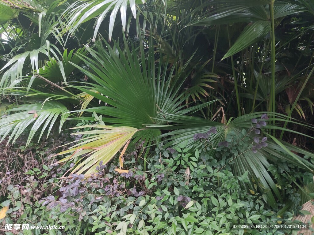 热带植物景观