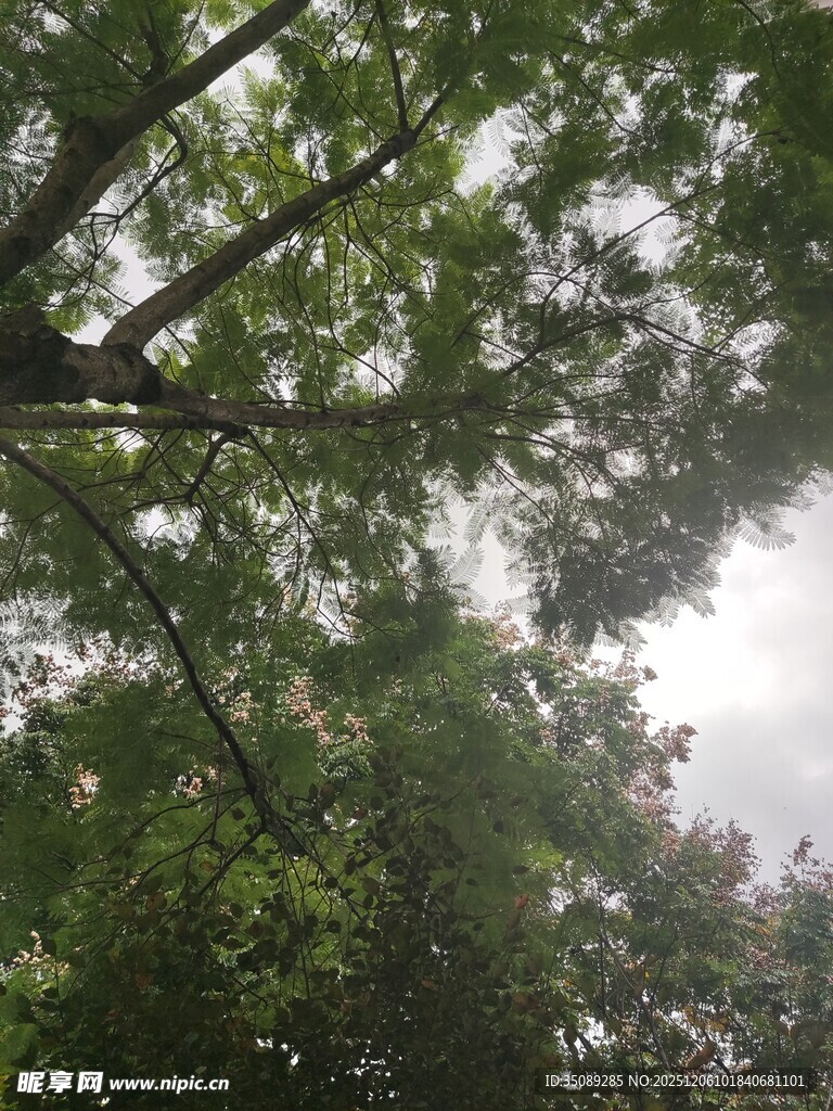仰视繁茂枝叶