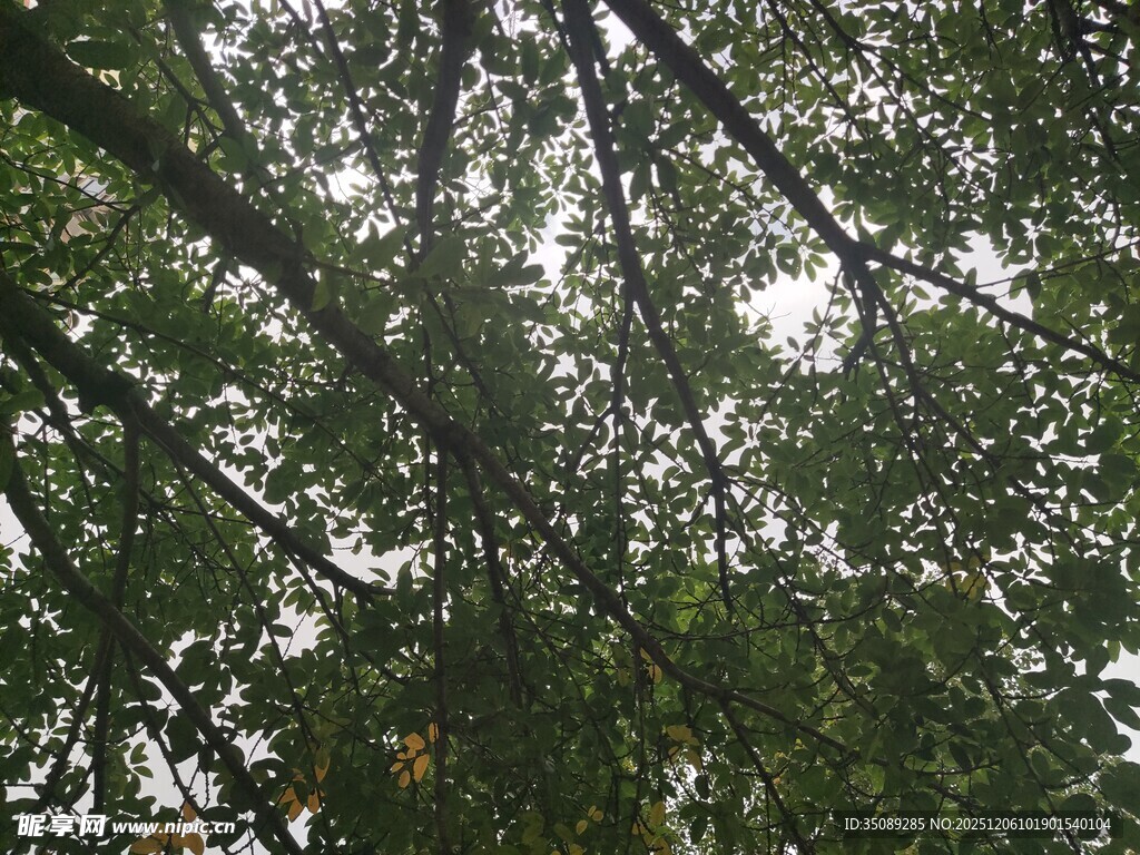 仰视茂密树冠