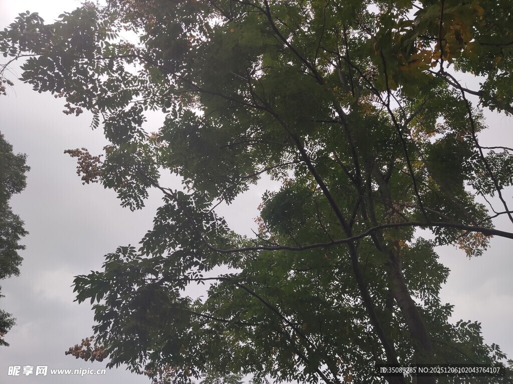 仰视茂密枝叶的树冠