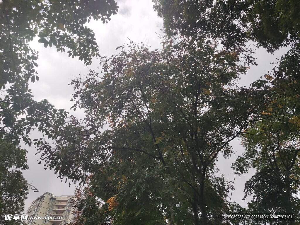 树林间仰视天空景象