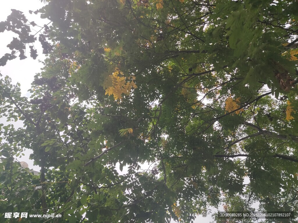 枝叶间的金黄花朵