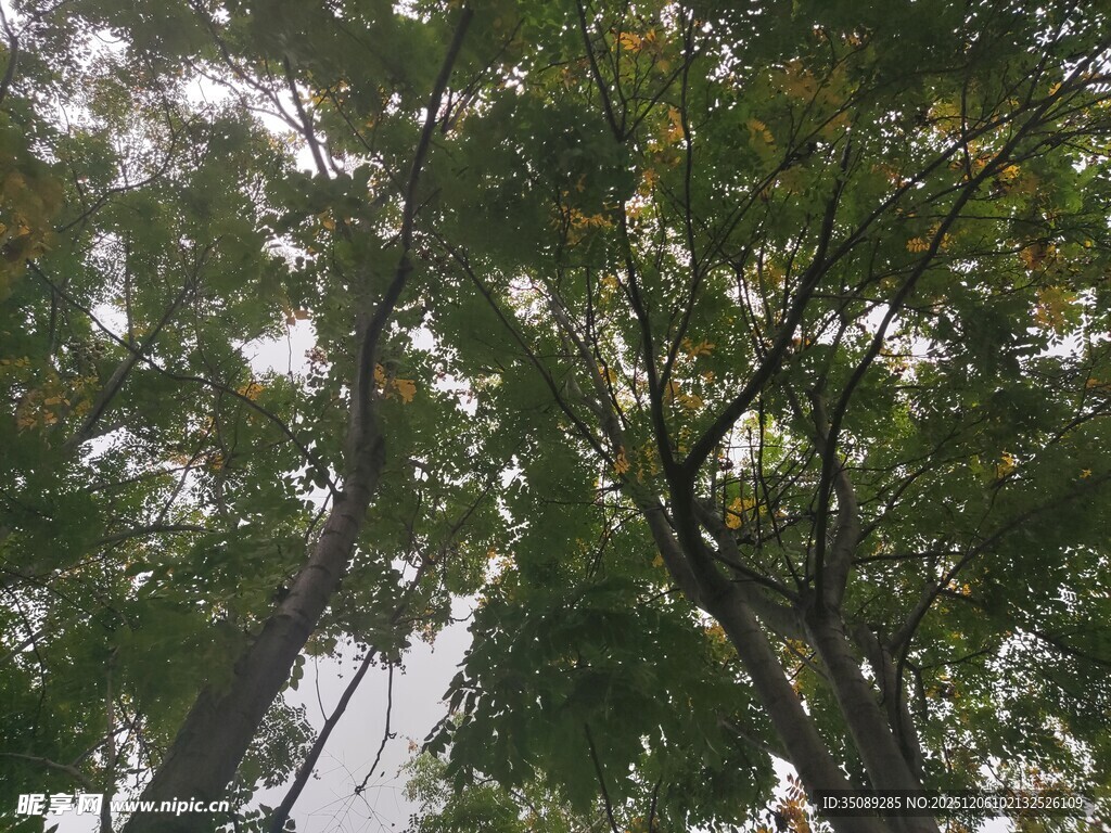 仰视茂密树林树冠