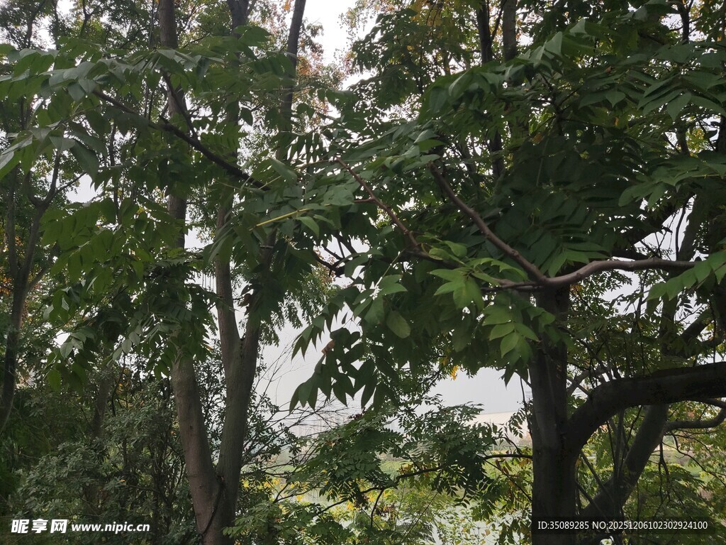 茂密树林中的葱郁树冠