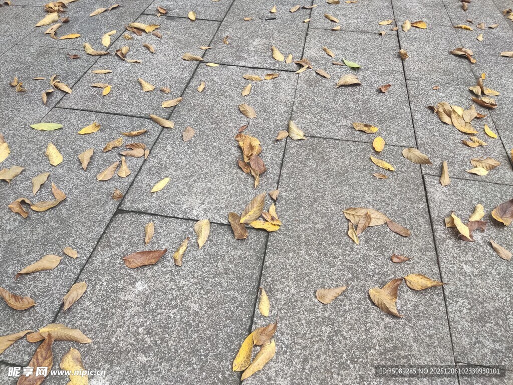 石板路上的散落秋叶