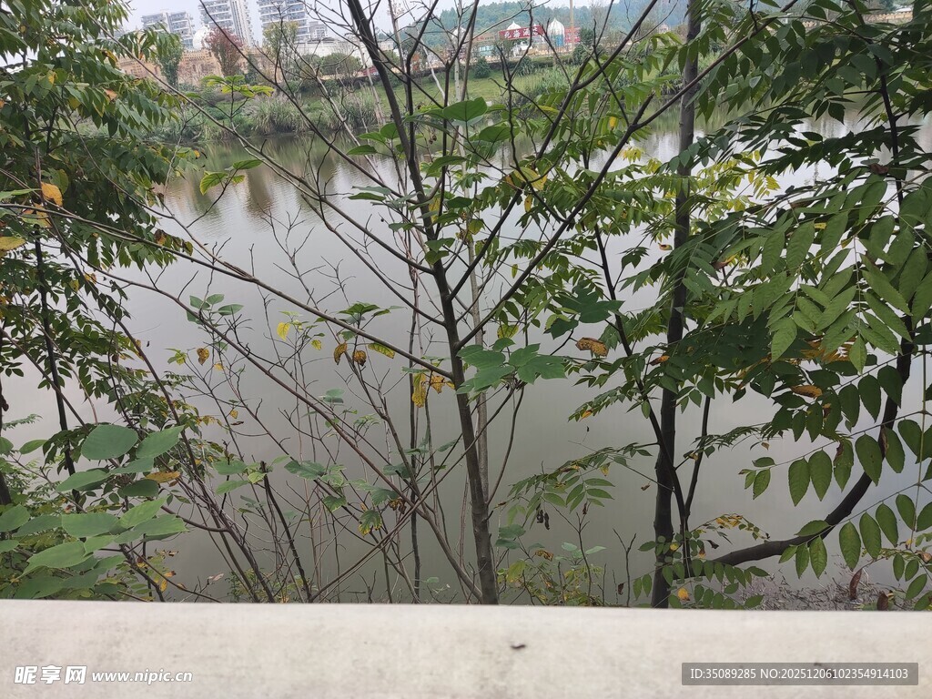 河畔秋景枝叶摇曳