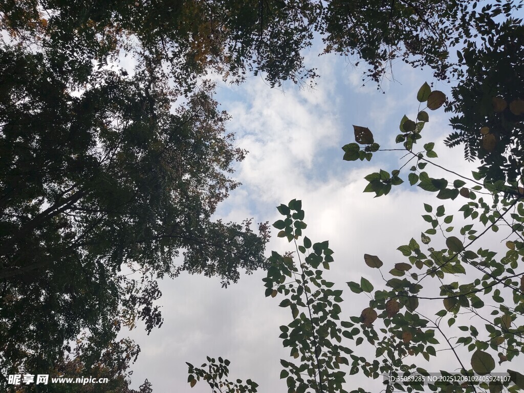 仰视树冠间的天空景色