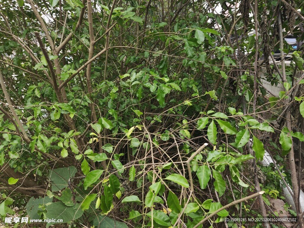繁茂绿植生机盎然的景象