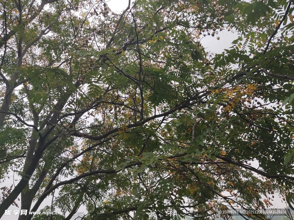 枝叶繁茂的树木景观