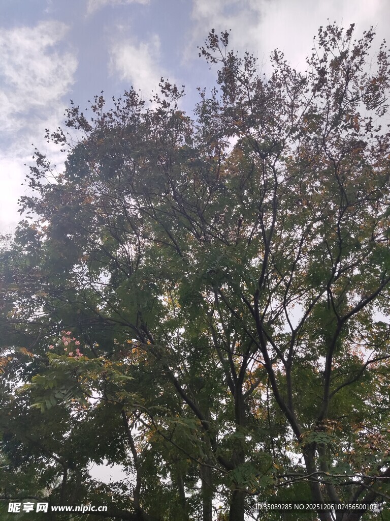 阳光下繁茂的树木枝叶