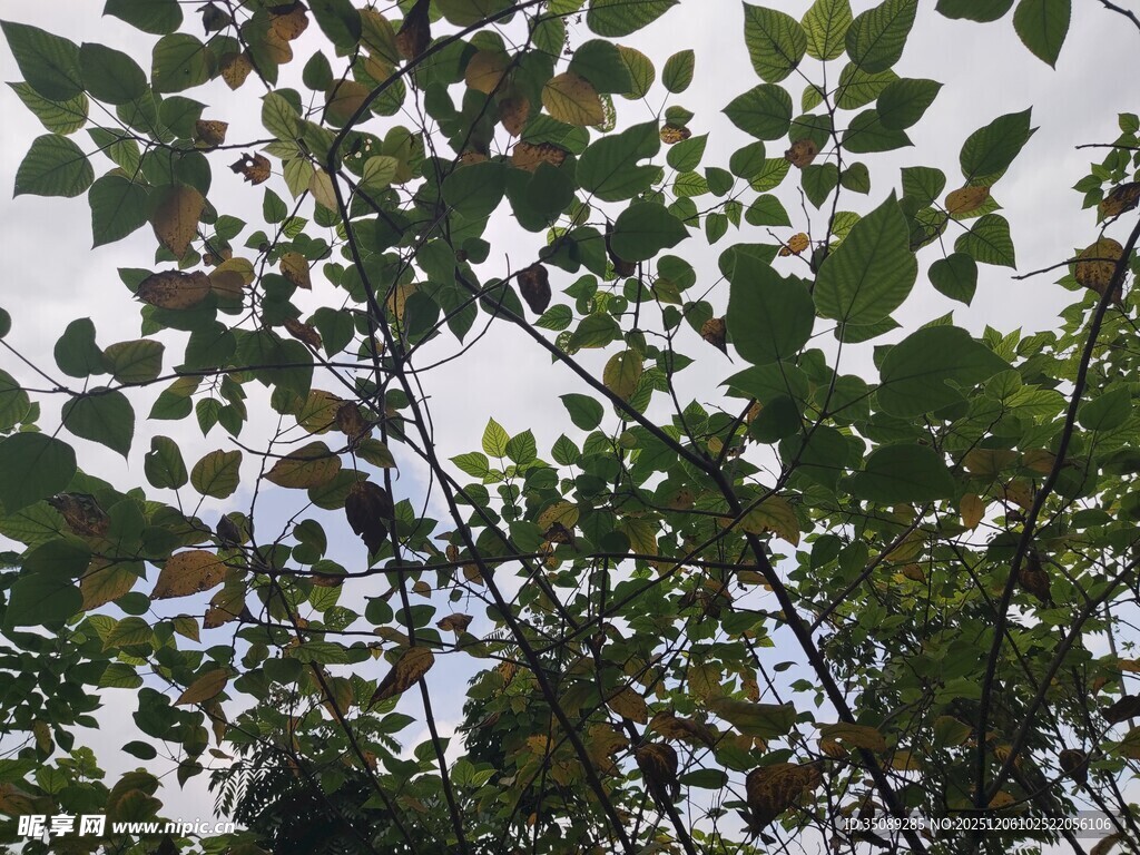 仰视视角下的繁茂绿叶