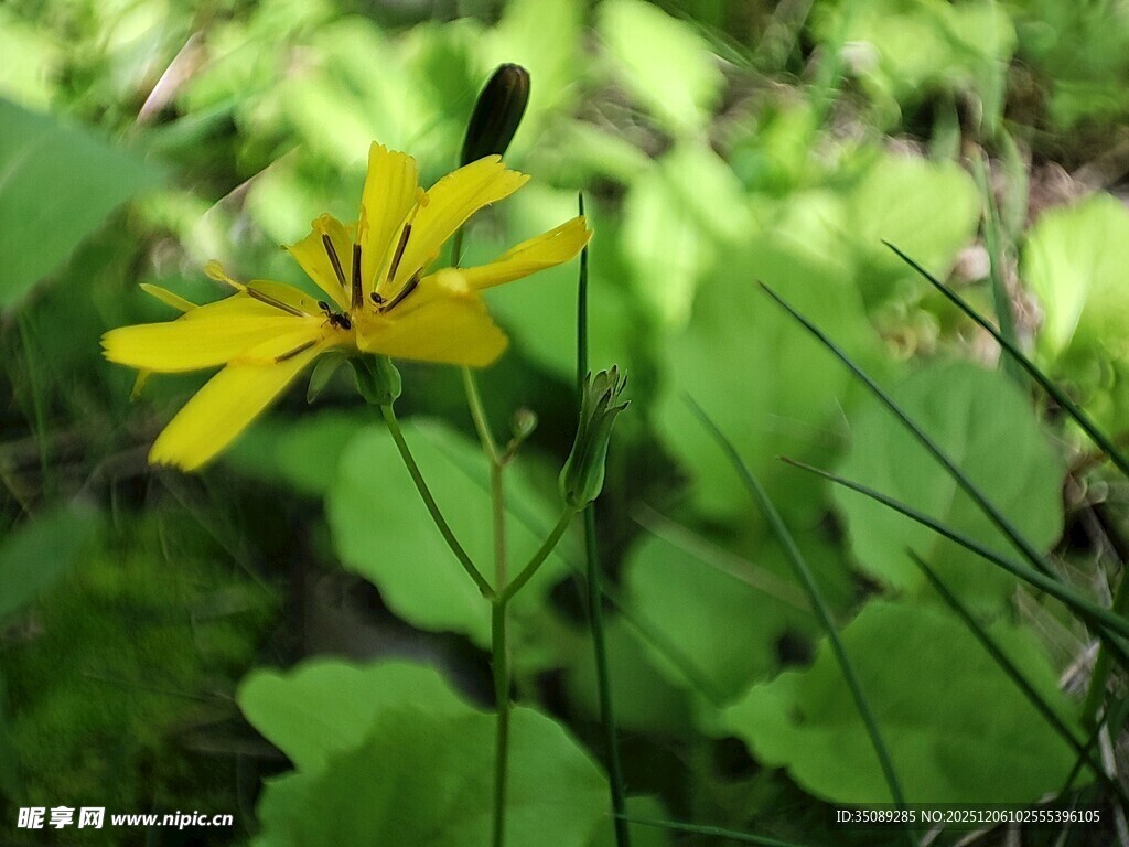 黄色小花绽放于绿叶间