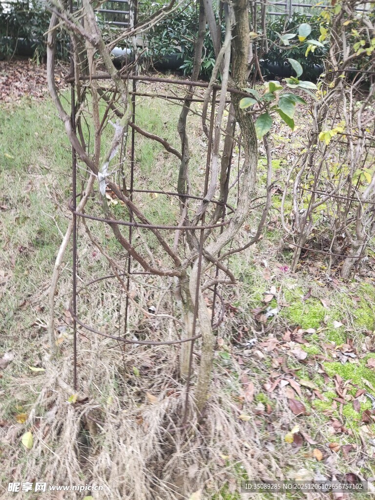 野外枯败的植物枝干