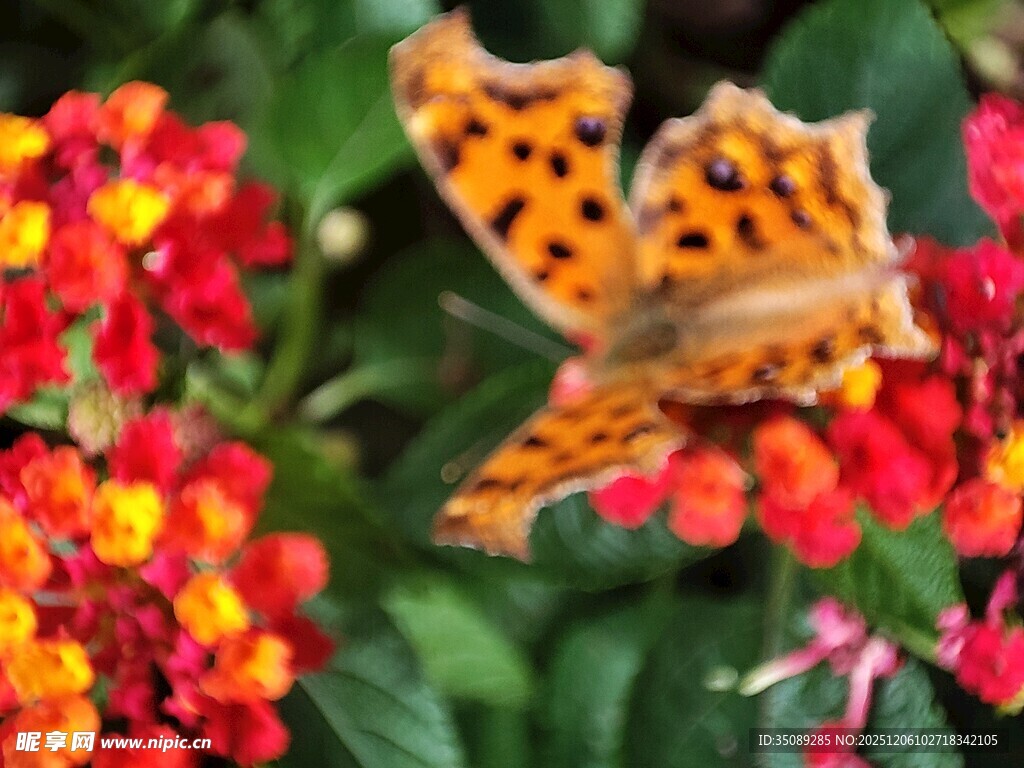 蝴蝶停驻在多彩花朵上