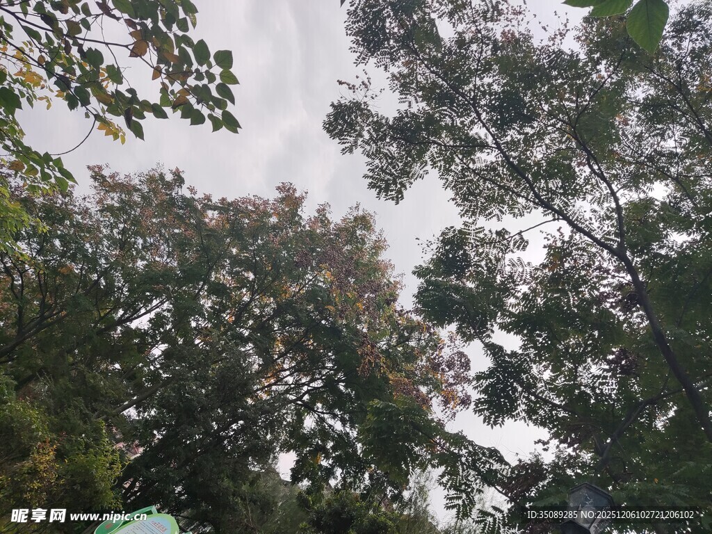 仰视茂密树林树冠