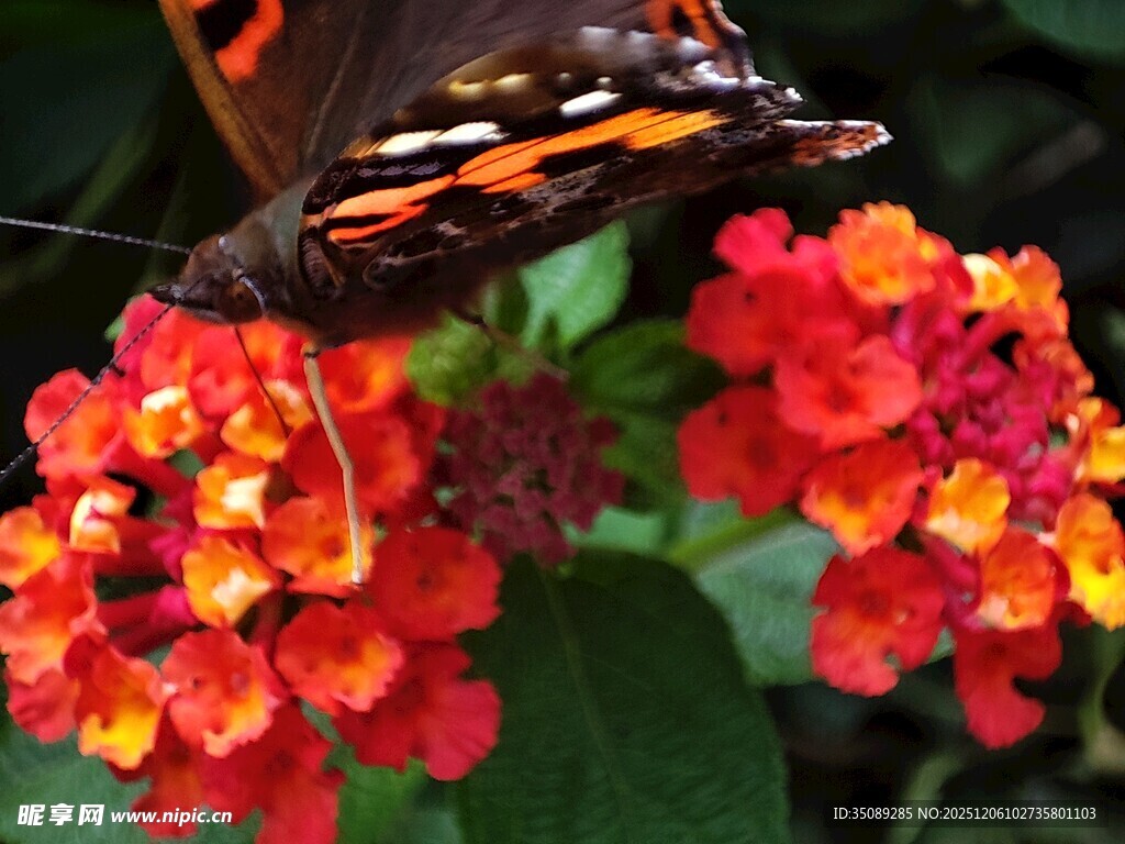 蝴蝶停驻多彩花朵
