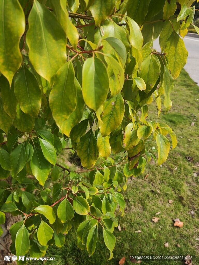 翠绿枝叶低垂的树木