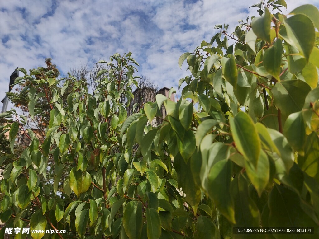 绿叶蓝天自然清新景致