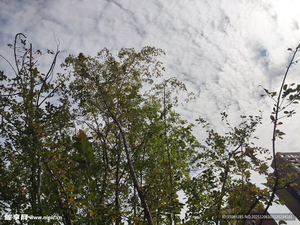 树梢上的天空与云朵