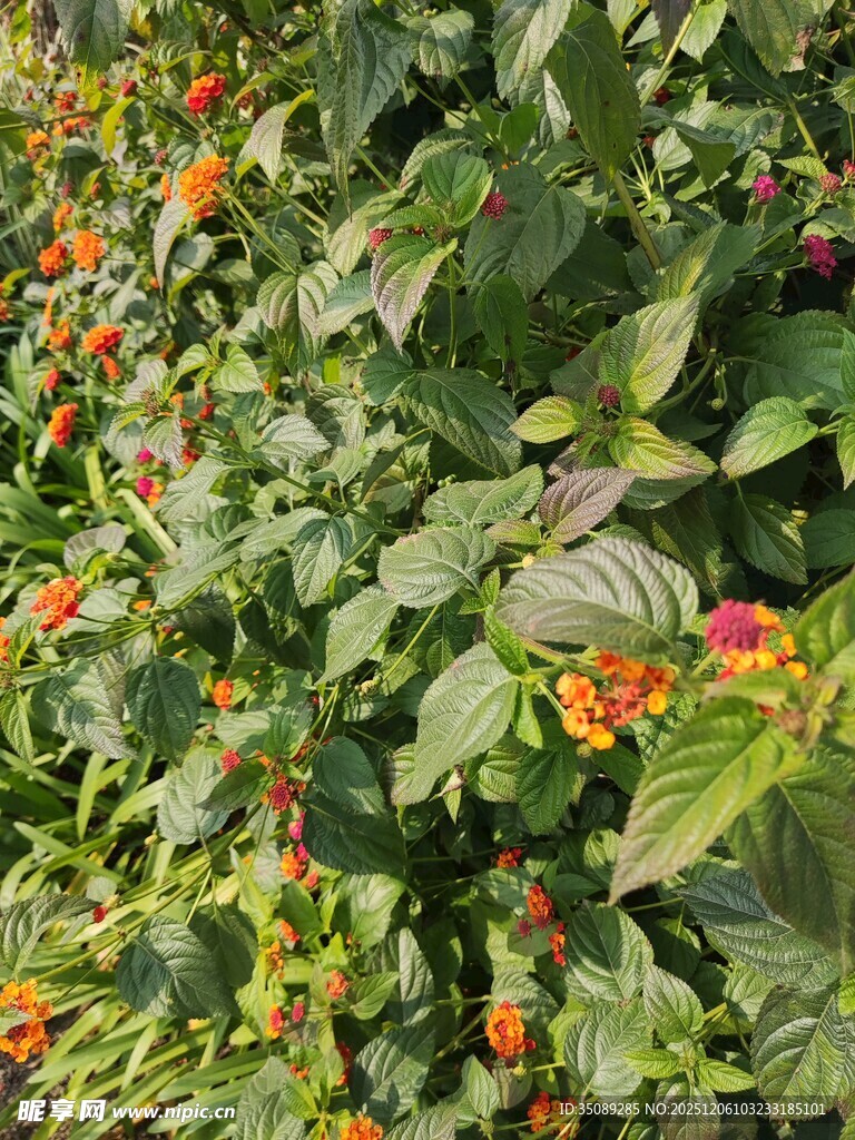 番茄植株上的多彩果实