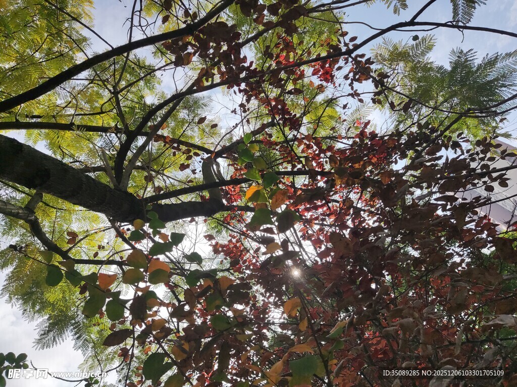 枝头繁花映晴空
