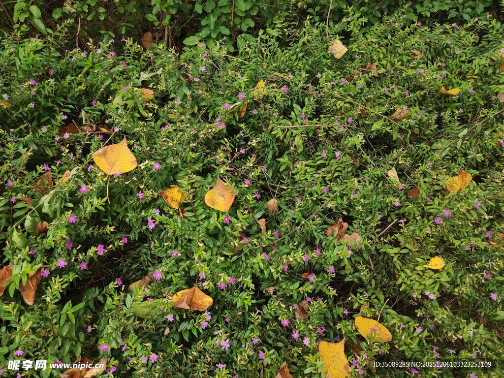 绿叶间的多彩花朵