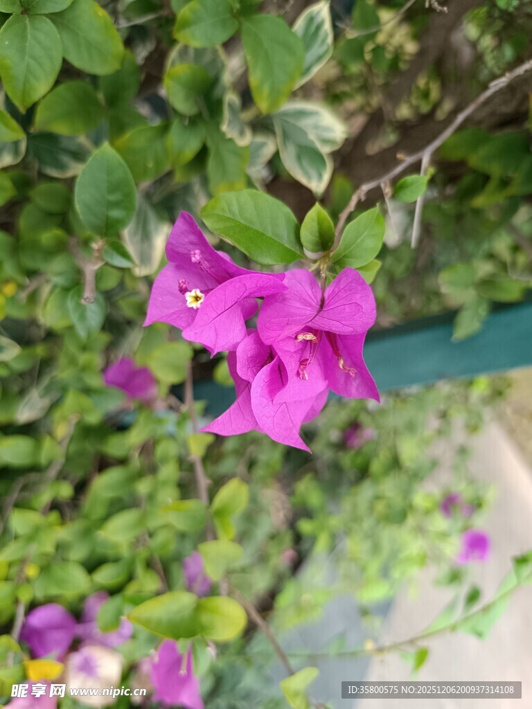 娇艳三角梅绽放绿意间