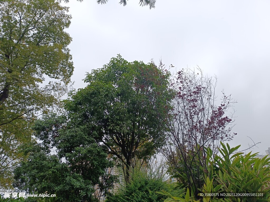 户外繁茂绿植景观