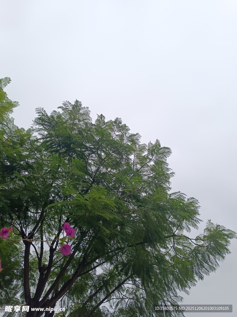 绿叶间绽放的娇艳花朵