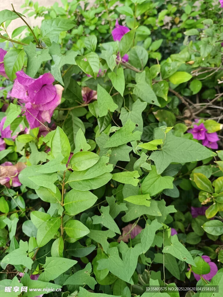 绿叶丛中的娇艳紫花