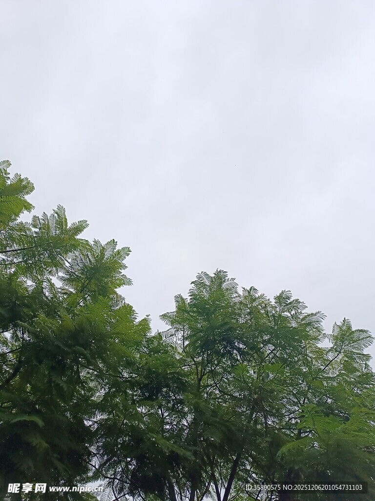 绿树映灰天
