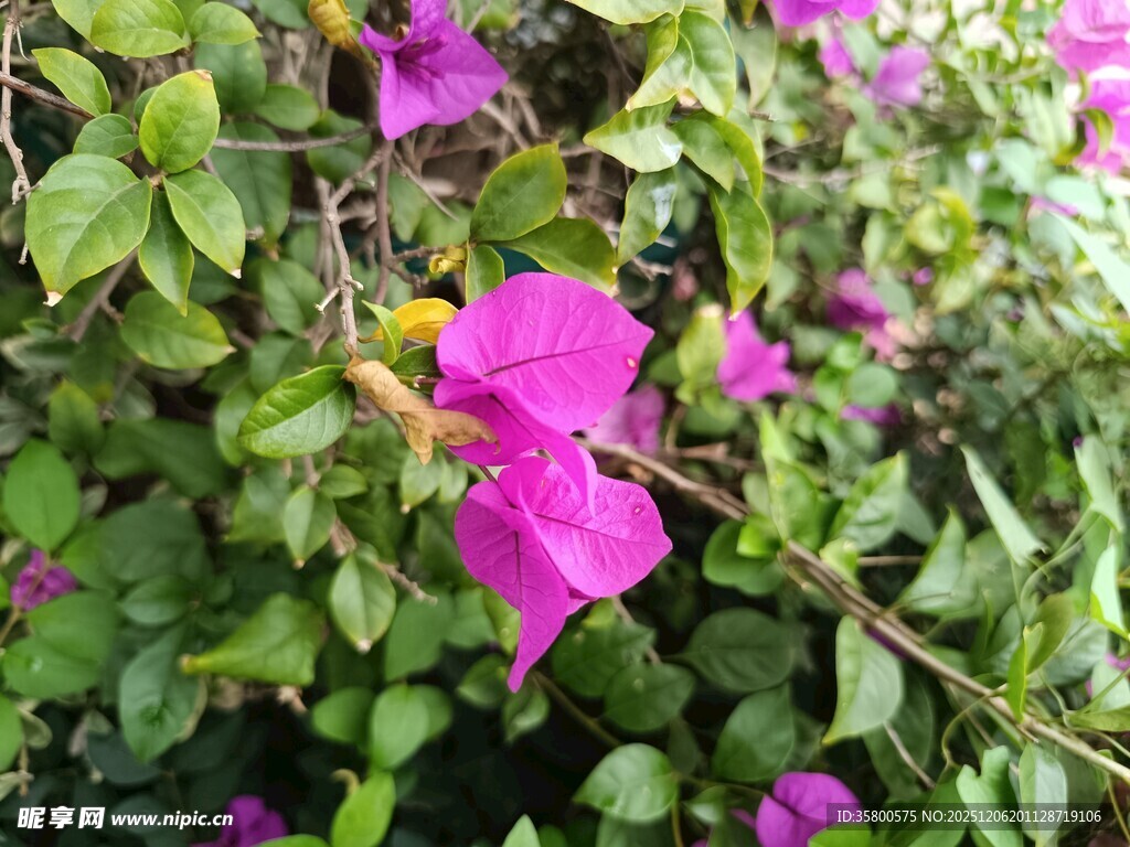 绽放的紫色花朵