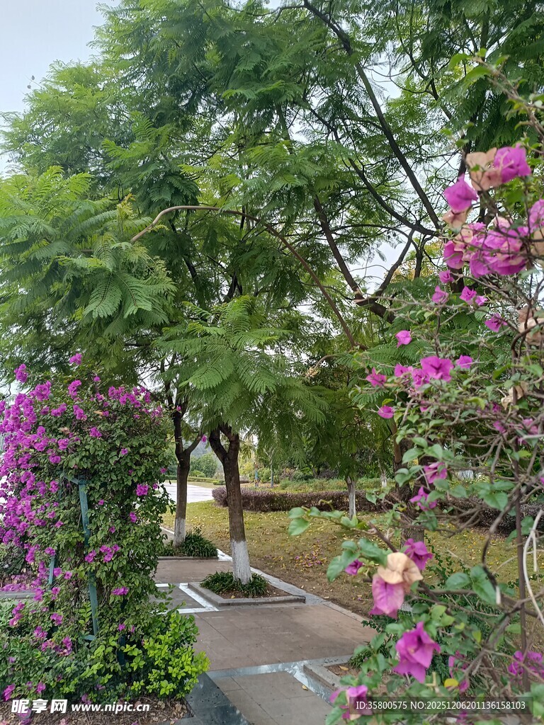 繁花绿树间的静谧小径