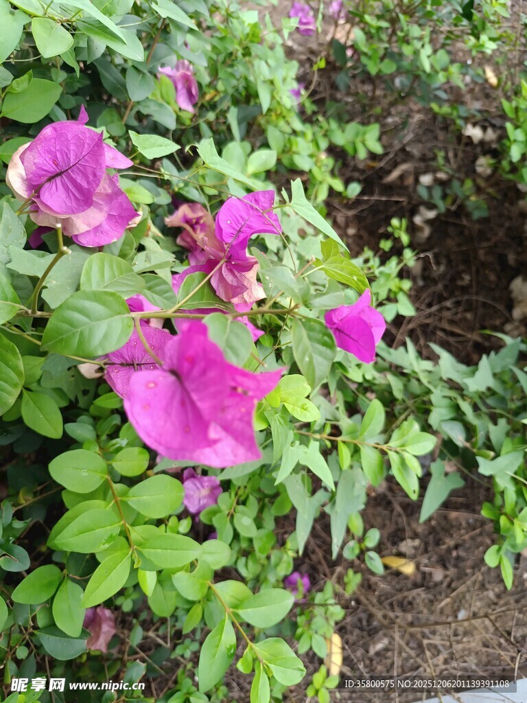 娇艳三角梅绽放绿叶间