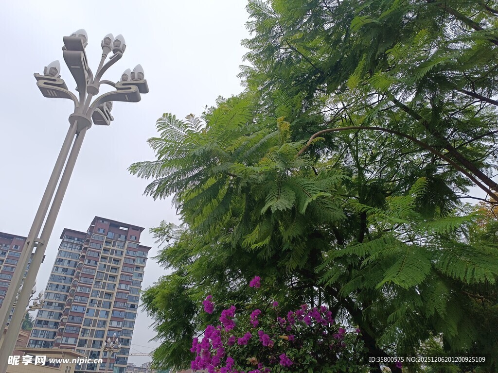 城市景观中的繁花绿树