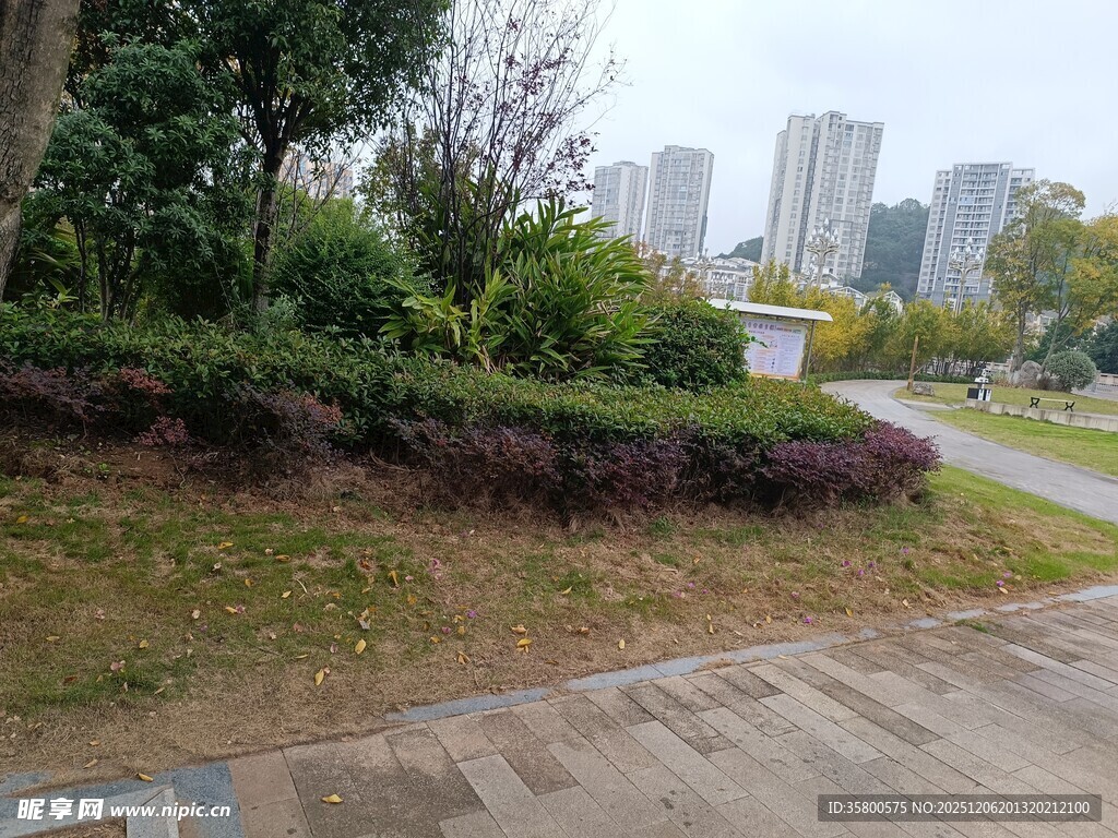 城市公园中的绿植与步道