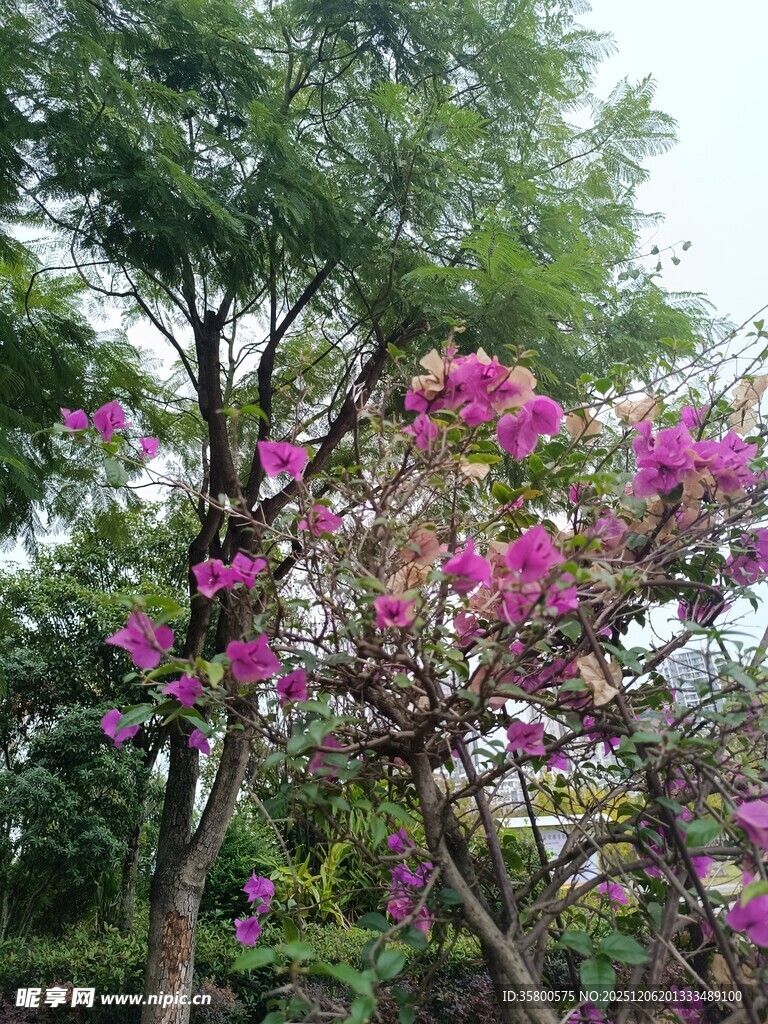 繁花满树的绚烂景致