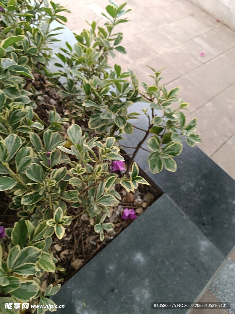 紫色小花绽放于绿植间