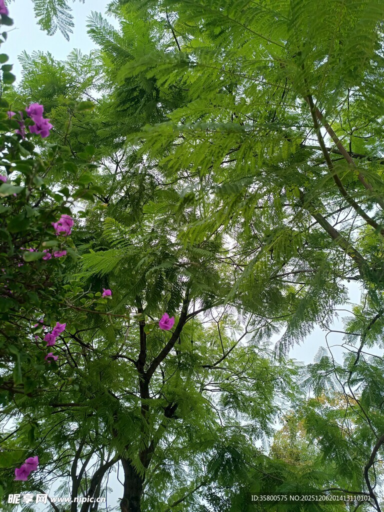 绿叶间绽放的娇艳花朵