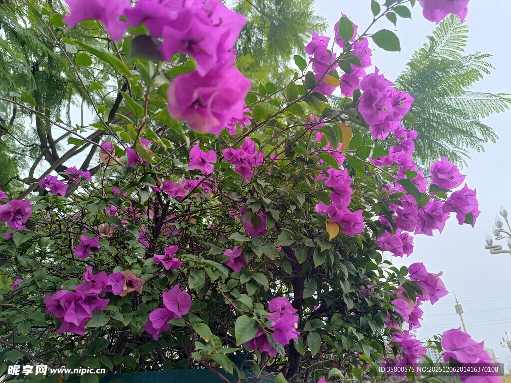 绽放的紫色三角梅