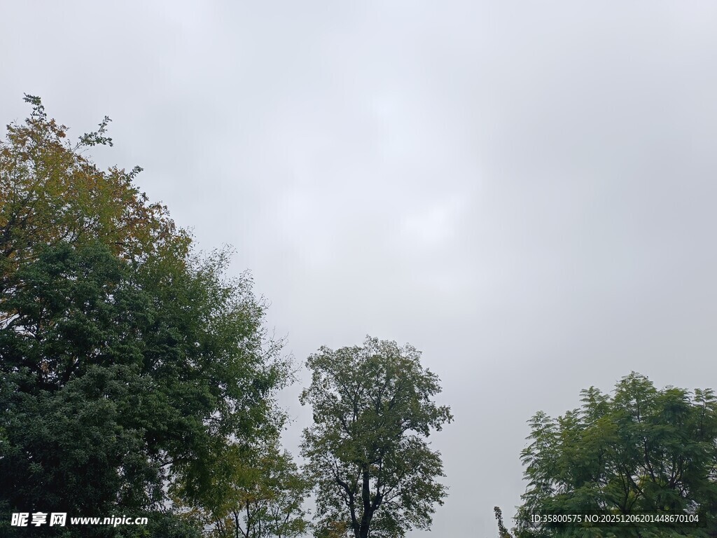 阴天中的葱郁树木