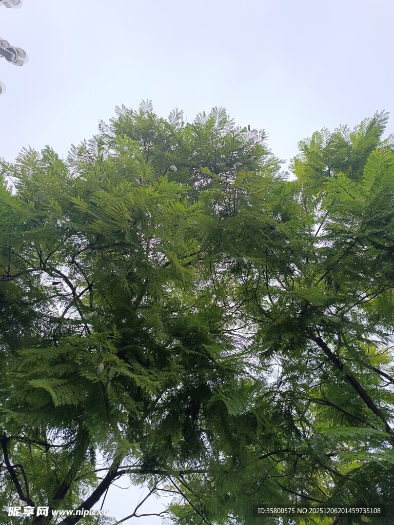 茂密绿树展现自然生机