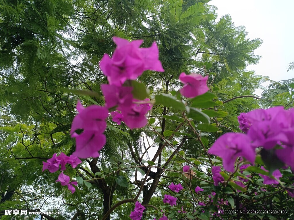 绽放的紫色三角梅