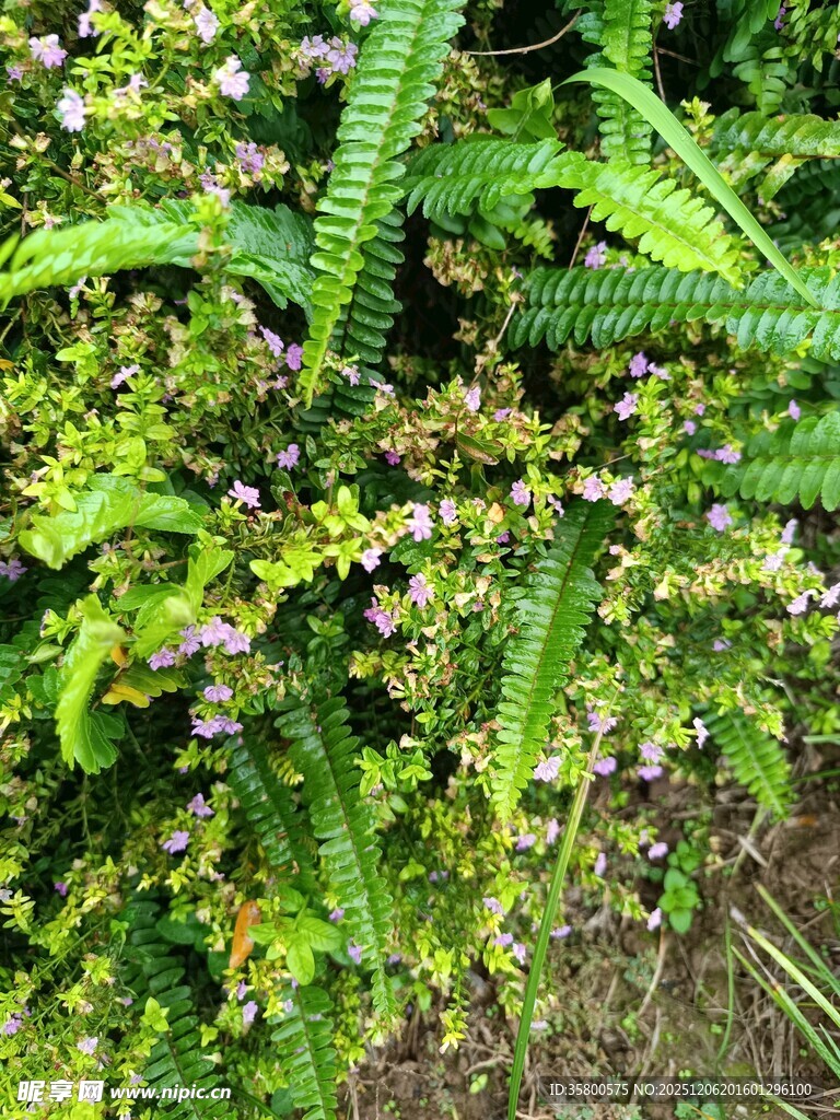 繁茂绿植中的清新景致