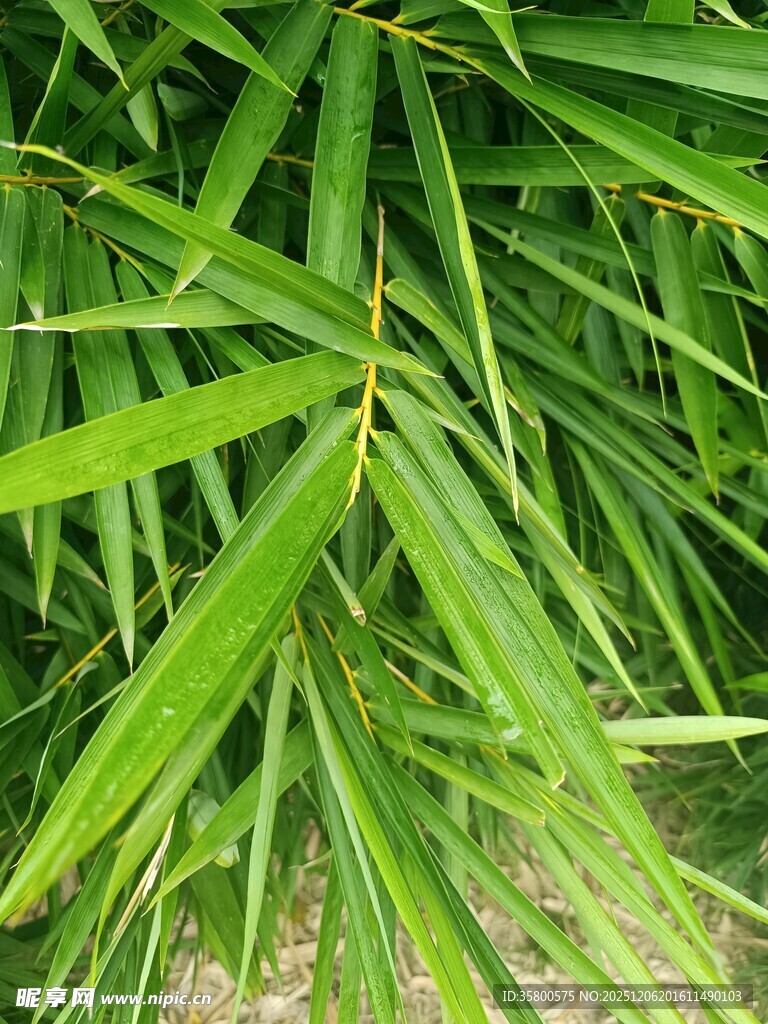 翠绿竹叶特写