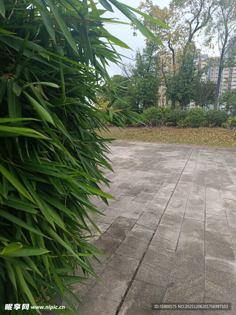 庭院绿植旁的水泥地面