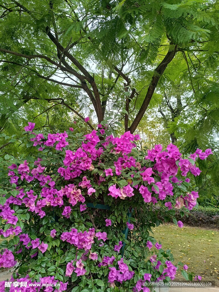 繁花绿树间的美丽景致